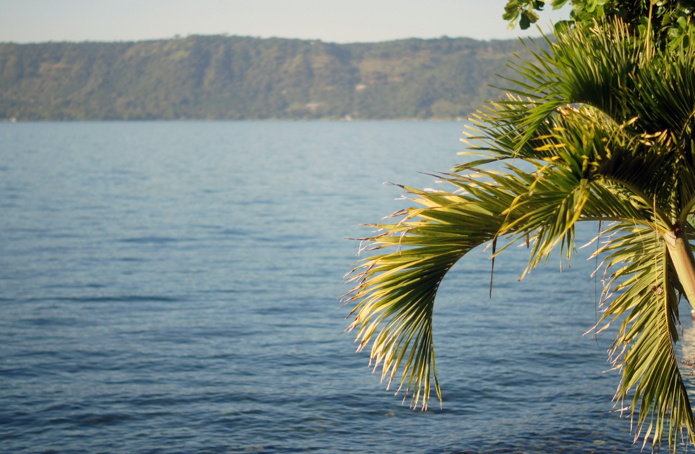 Lago de Coatepeque framed by a palm