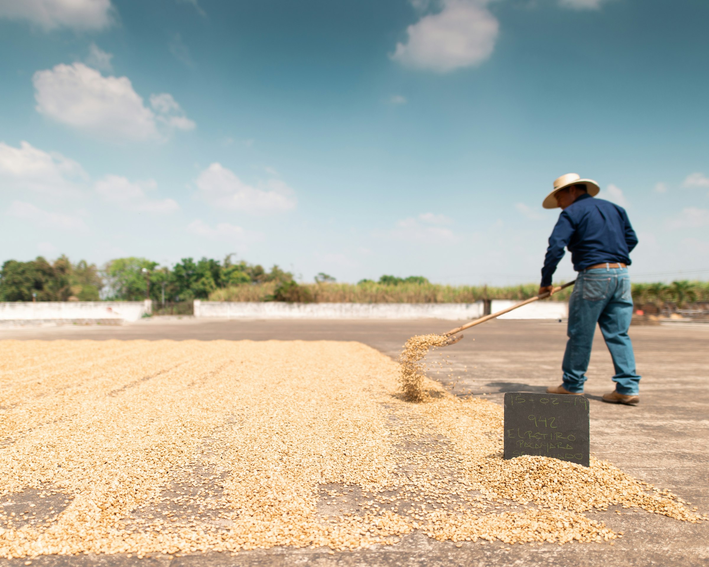 Coffee drying in the sun