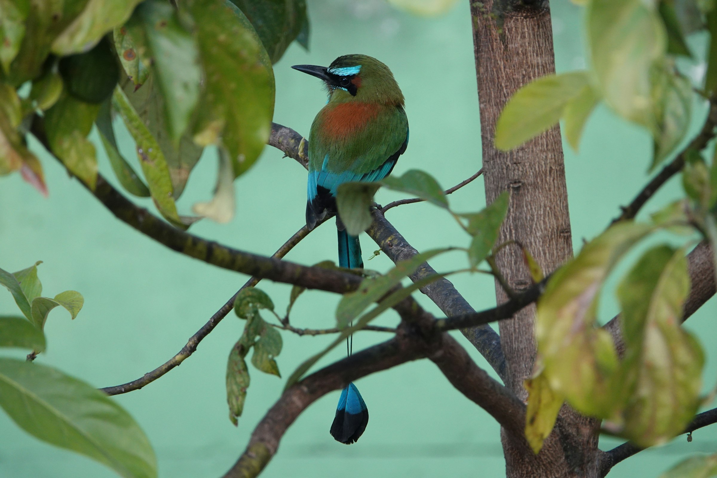 A torogoz, the national bird of El Salvador